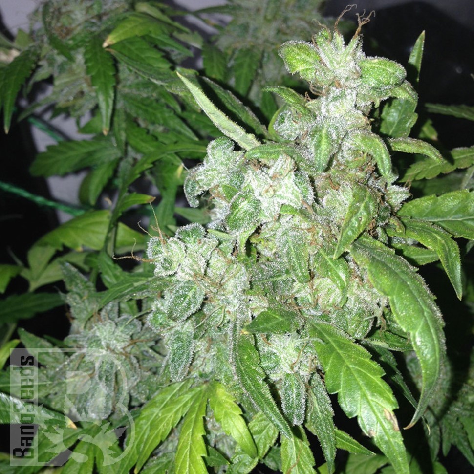 Семена ганжа  Big Chuy feminised Bang Seeds