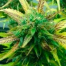 семена конопли Think Fast feminised Ganja Seeds