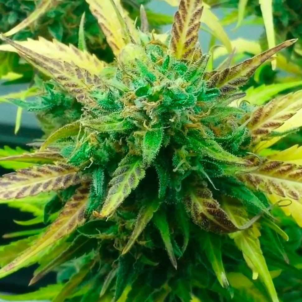 Семена  Think Fast feminised Ganja Seeds