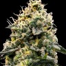 Семена  Think Fast feminised Ganja Seeds