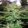 Недорогие семена конопли Auto Jack 47 feminised Ganja Seeds