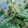 Семена конопли оптом Auto Jack 47 feminised Ganja Seeds