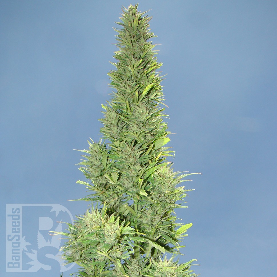 Семена  Auto Durban Poison feminised Ganja Seeds