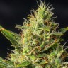 Семена  Auto Durban Poison feminised Ganja Seeds