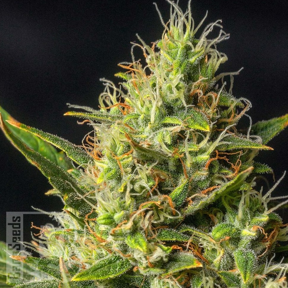 Семена  Auto Durban Poison feminised Ganja Seeds