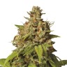 Семена  Auto Durban Poison feminised Ganja Seeds