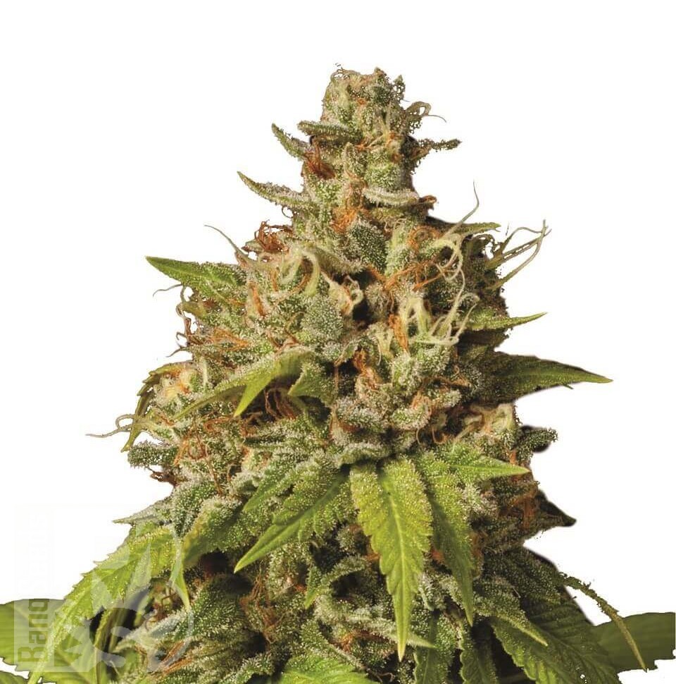 Семена  Auto Durban Poison feminised Ganja Seeds