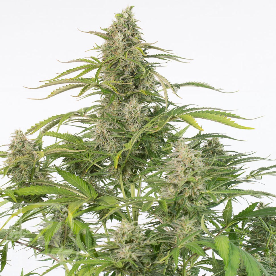 Семена  Cheese CBD feminised Ganja Seeds