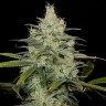 Семена  Cheese CBD feminised Ganja Seeds