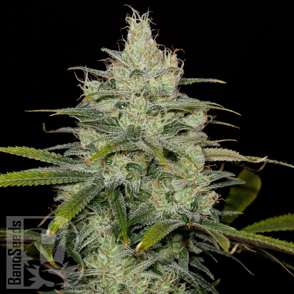 Семена  Cheese CBD feminised Ganja Seeds