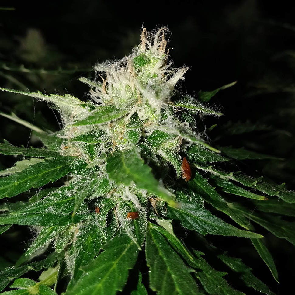 Семена марихуаны  Pandora regular Ganja Seeds