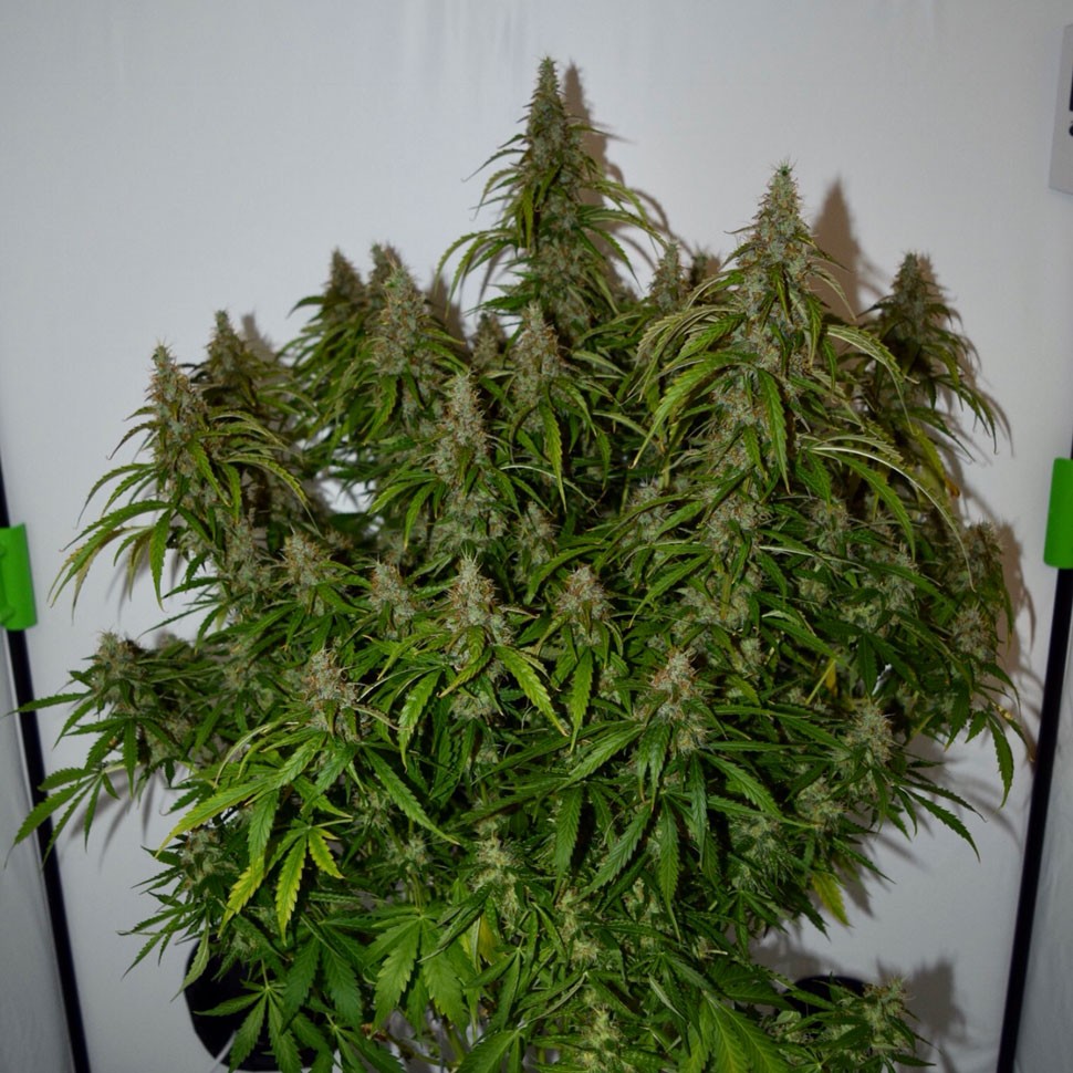 Семена  Auto Namor feminised GanjaVIP Seeds