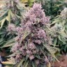 Семена марихуаны Auto Cinderella Jack feminised Ganja Seeds