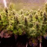 Семена конопли Auto Cinderella Jack feminised Ganja Seeds