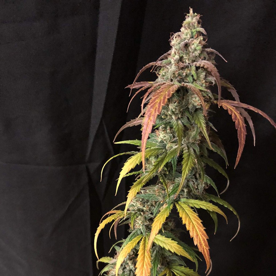 Семена ганжа  Auto Black Jack feminised Ganja Seeds