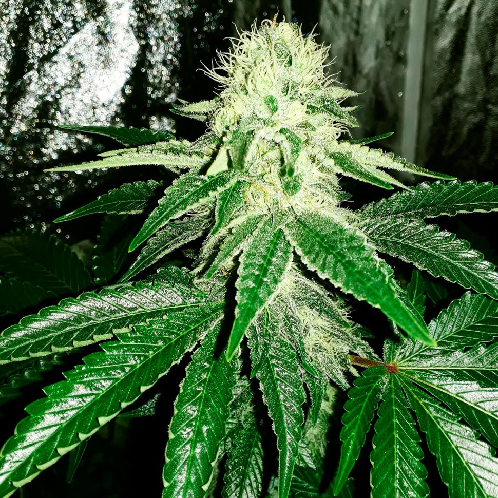 Семена каннабиса  Auto AK feminised Ganja Seeds