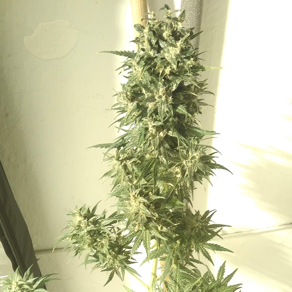 Семена каннабиса  Point of No Return x Lowryder regular Ganja Seeds