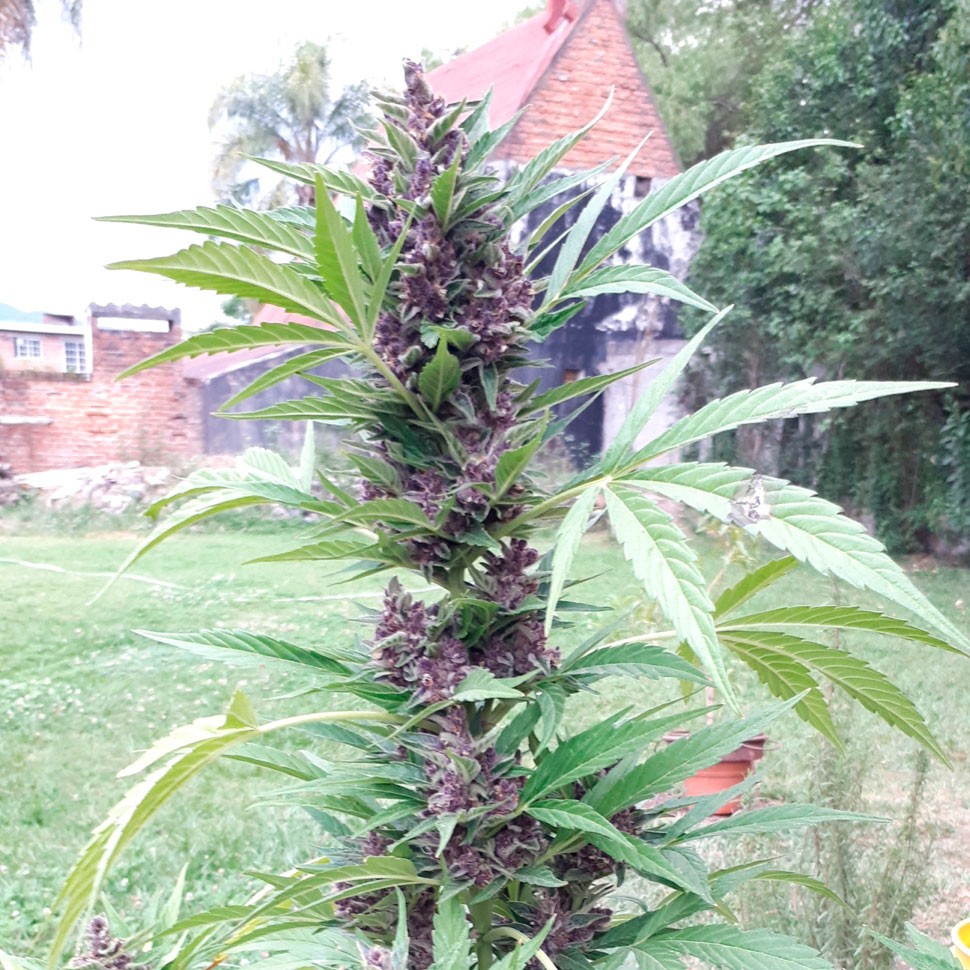 Семена  Auto Psylocke feminised GanjaVIP Seeds