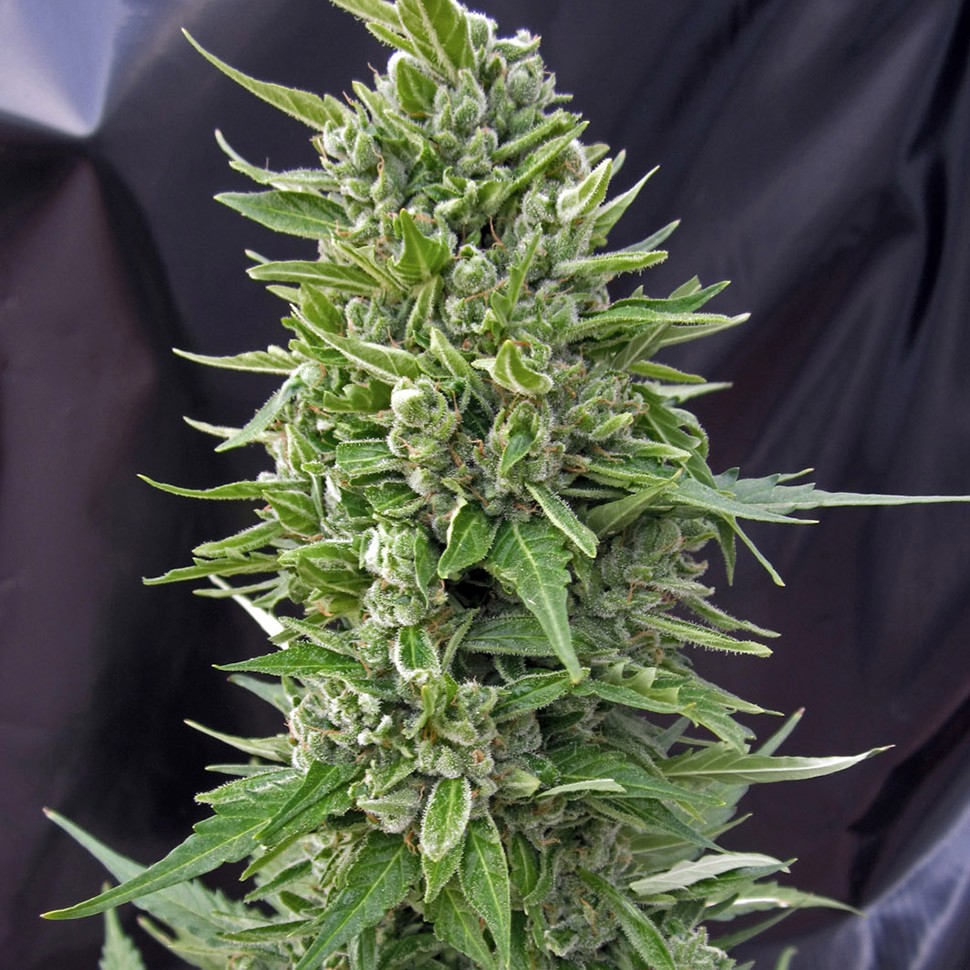 Семена  Auto Northern Light feminised Neuro Seeds