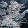 Семена конопли  Tropicana Cookies feminised Ganja Seeds