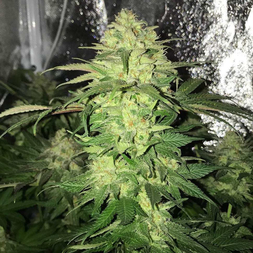 Семена конопли  Master Kush regular Ganja Seeds