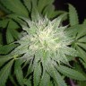 заказать семена конопли Master Kush reg