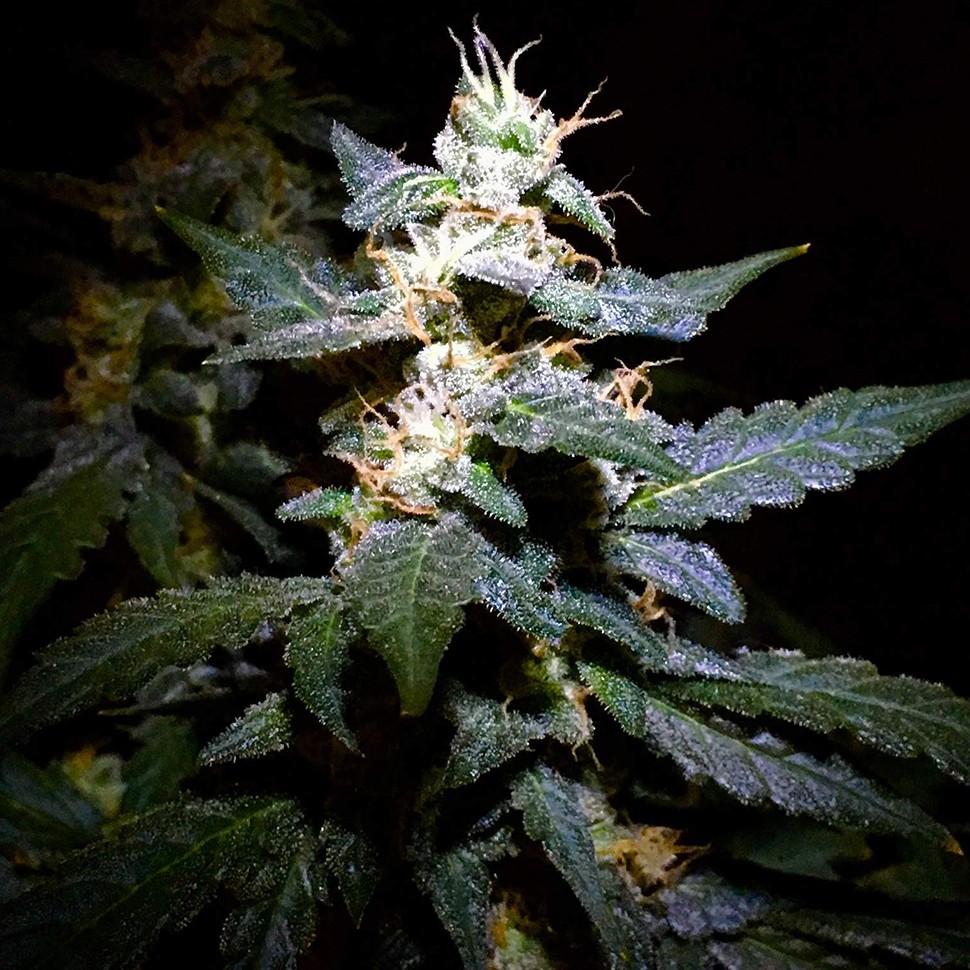 Семена конопли  Auto Jack feminised Ganja Seeds