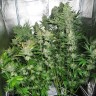 купить семена конопли интернет магазин White Skunk reg