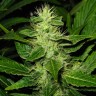 заказать семена индийской конопли White Skunk reg