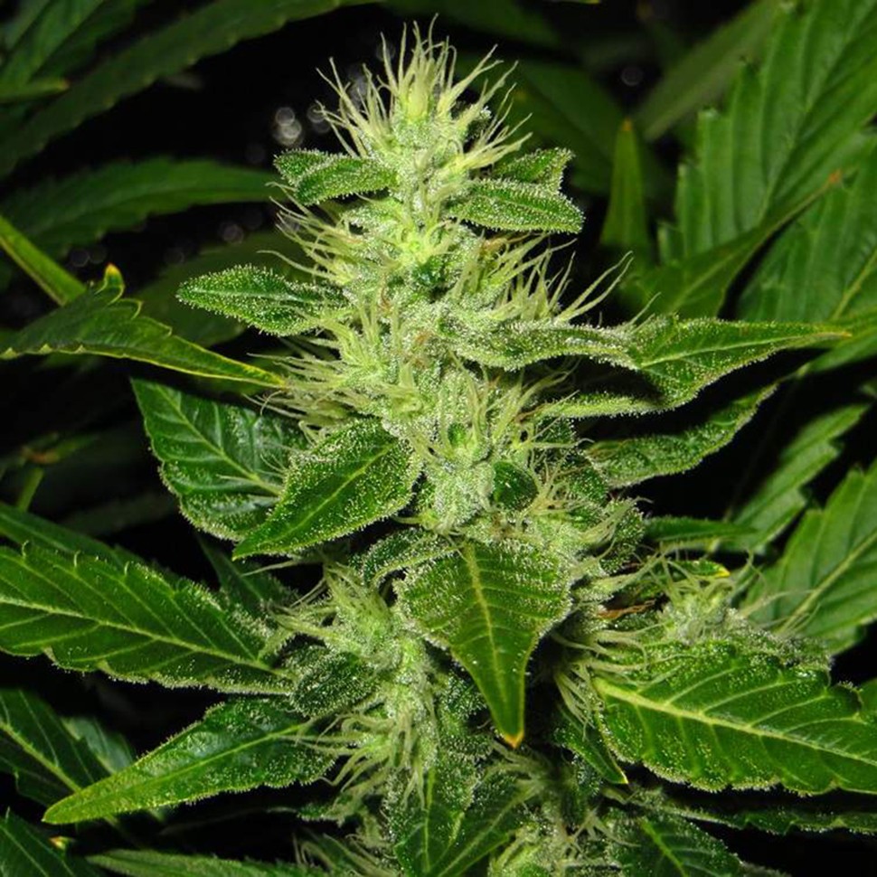 Семена конопли  White Skunk regular Ganja Seeds