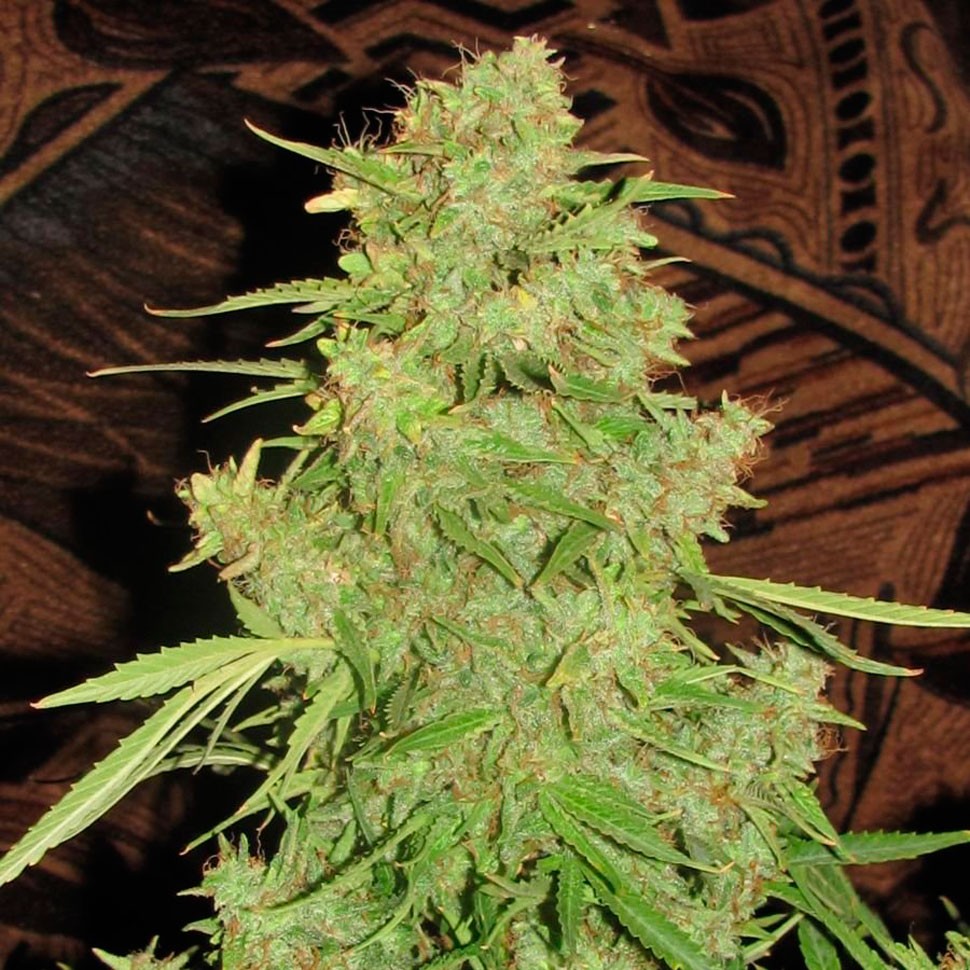 Семена  Auto Skaar feminised GanjaVIP Seeds