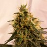 Семена конопли  Pineapple Chunk feminised Ganja Seeds