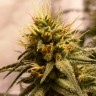 Семена конопли  Pineapple Chunk feminised Ganja Seeds