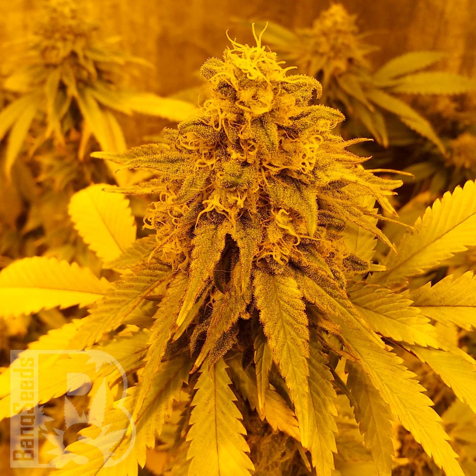 Семена конопли  Pineapple Chunk feminised Ganja Seeds