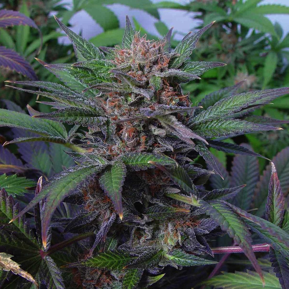 Семена ганжа  Auto Somango x Blueberry feminised Ganja Seeds