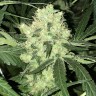 заказать семена конопли курьером Auto Super Skunk feminised