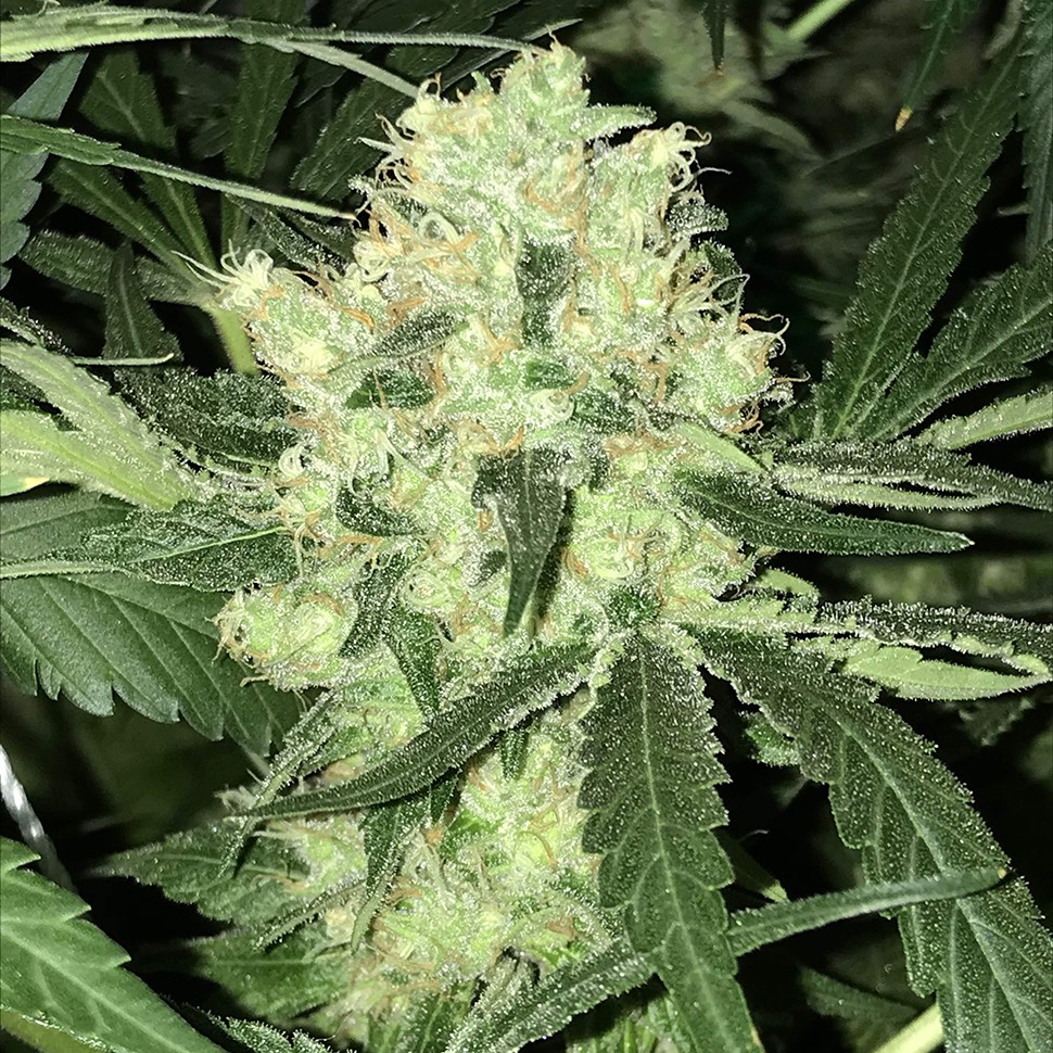 Семена  Auto Super Skunk feminised Neuro Seeds