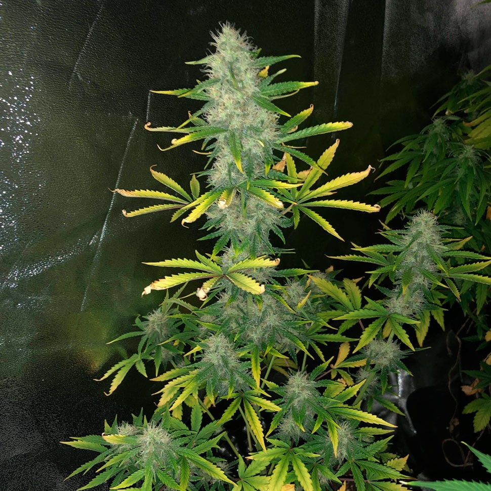 Семена конопли Auto Royal Gorilla feminised Ganja Seeds