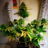 Недорогие семена конопли Auto Royal Gorilla feminised Ganja Seeds