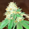 Flowerbomb Kush feminised Ganja Seeds