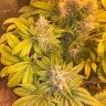 Flowerbomb Kush feminised Ganja Seeds