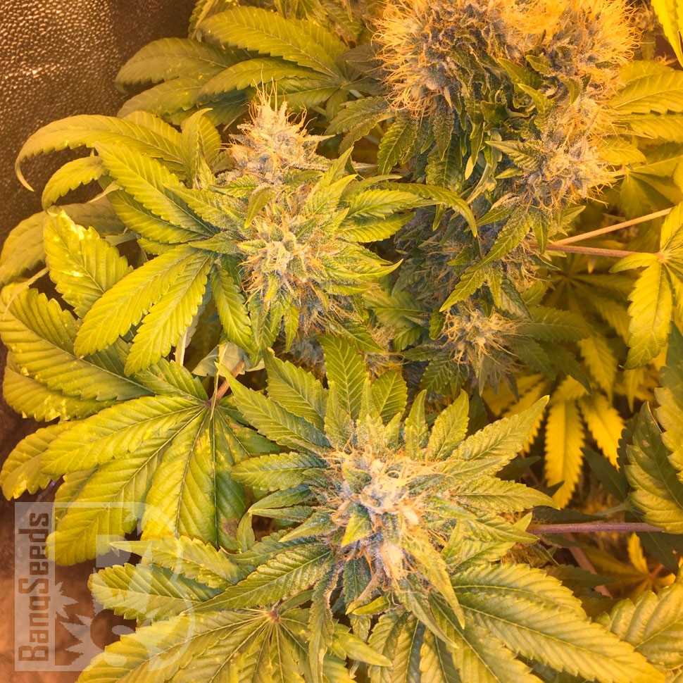 Flowerbomb Kush feminised Ganja Seeds