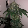 Flowerbomb Kush feminised Ganja Seeds