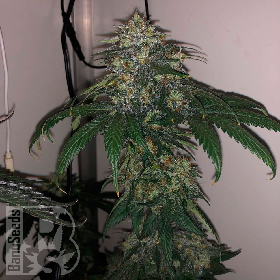 Flowerbomb Kush feminised Ganja Seeds