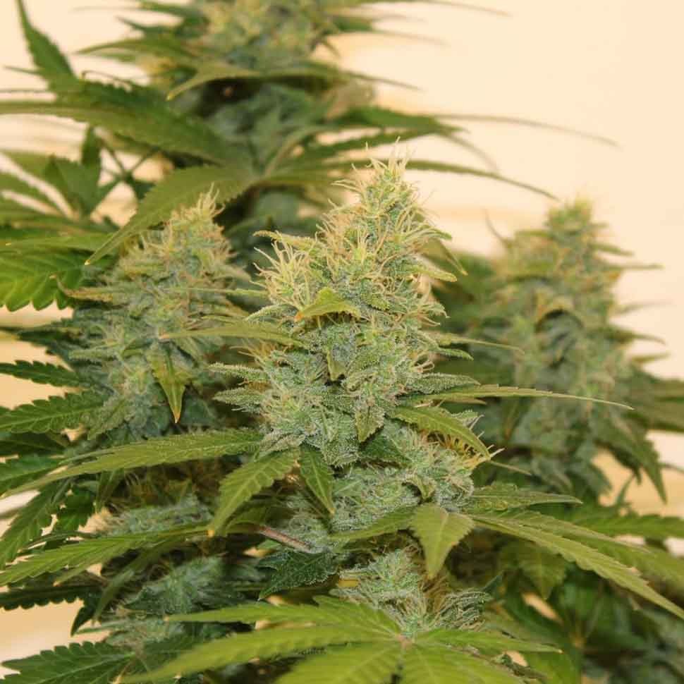 Семена конопли  Auto Roadrunner regular Ganja Seeds