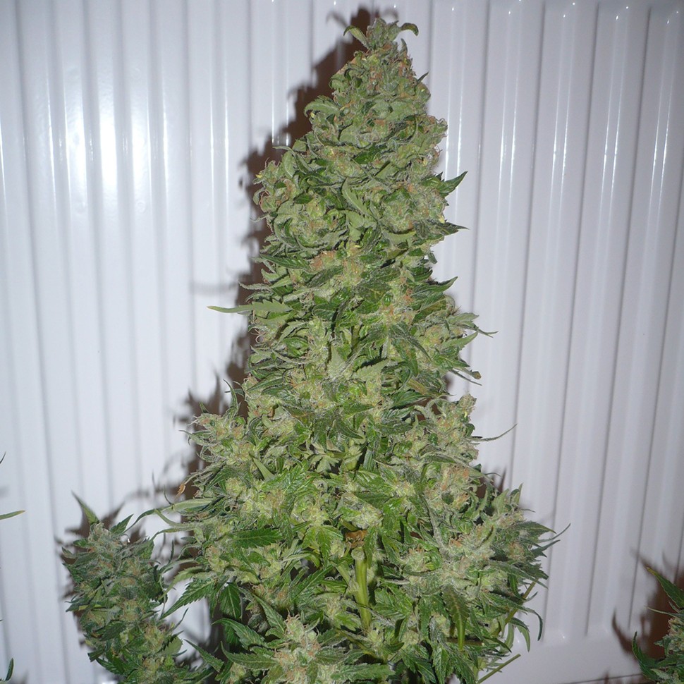 Семена марихуаны  AK feminised Ganja Seeds