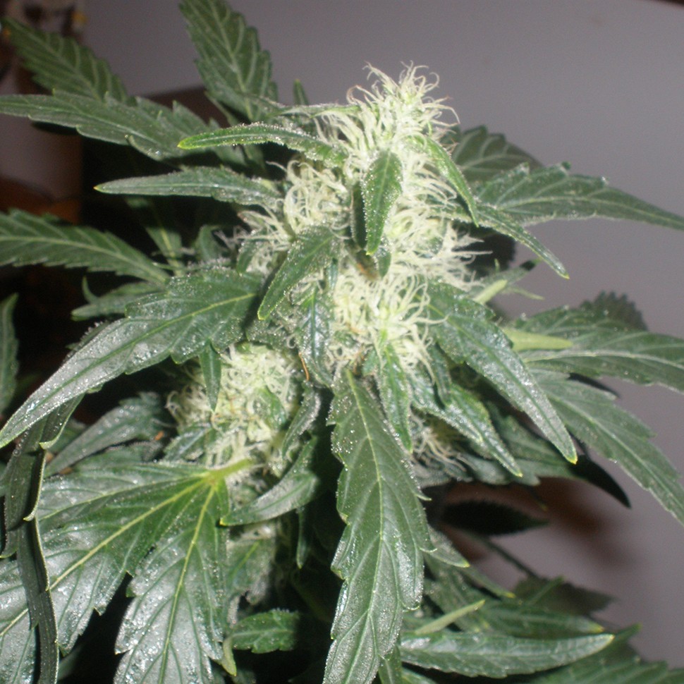 Семена  Auto White Russian feminised Neuro Seeds