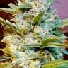 Качественные семена марихуаны Auto Northern Hog feminised Ganja Seeds