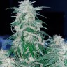 Семена конопли Auto Northern Hog feminised Ganja Seeds