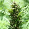 Fruity Jack feminised Ganja Seeds